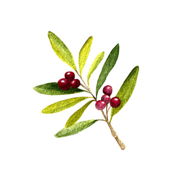 Watercolored Christmas berry decorative plant