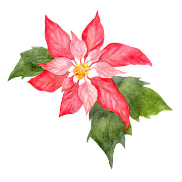 Watercolored Christmas Decor Poinsettia Flower bloom