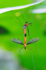 Obraz premium Crane flies mating, coupling on green leaf in thailand