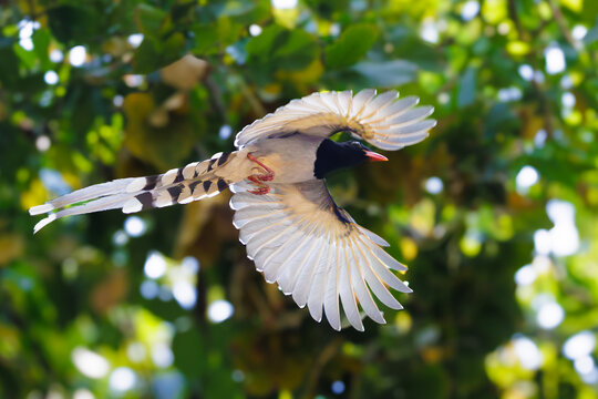 Red billed blue magpie flying through natural habitat in thailand