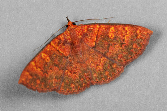 Singara diversalis moth displaying orange patterned wings on grey background