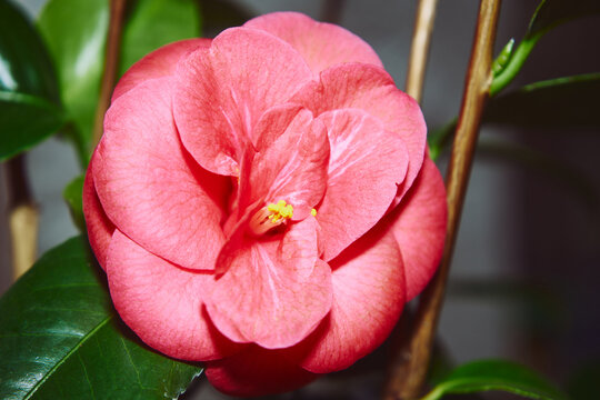 Kamelia japońska, Camellia japonica