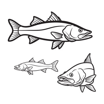 Snook Lateral Line Three View Bold Line Art Vector Design
