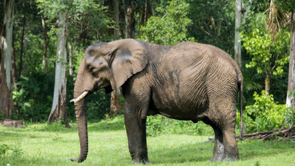 Fototapeta premium Elephant wildlife forest nature grass green mammal tusk safari animal Elephant wildlife lush green forest nature scene with grass meadow soft daylight showing majestic mammal profile and peaceful
