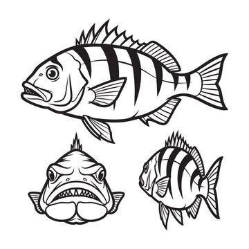 Sheepshead Human Teeth Three View Bold Line Art Vector Set