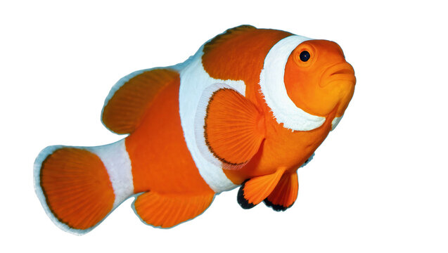 Studio shot of a vibrant orange ocellaris clownfish with distinctive white stripes