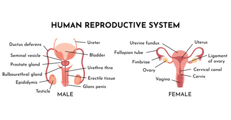 Human Reproductive System Vector Illustration Diagram, Male and Female. Medicine educational information © designer_things