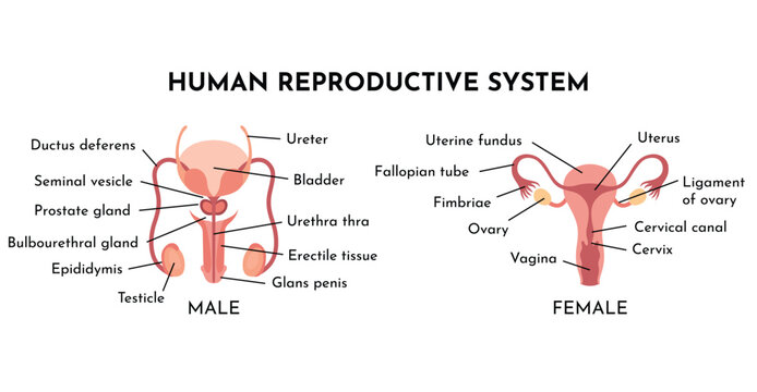 Human Reproductive System Vector Illustration Diagram, Male and Female. Medicine educational information