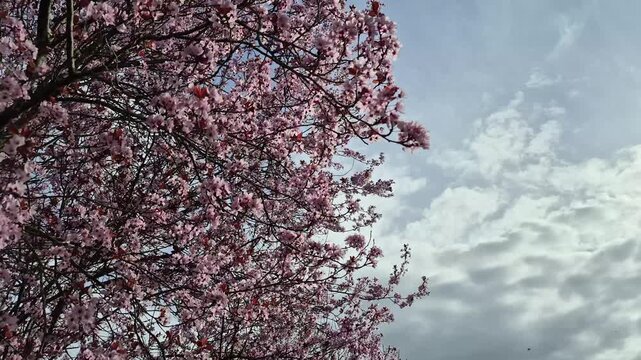 Blooming cherry blossom branches with delicate pink and white flowers in the wind, against a dramatic cloudy sky, serene natural scenery, Sakura tree, 4K 60 fps.