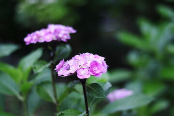 Obraz premium 梅雨の晴れ間に咲くピンクの紫陽花