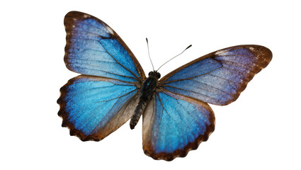Stunning vibrant blue Morpho butterfly with spread wings, elegant tropical insect from nature © Federica