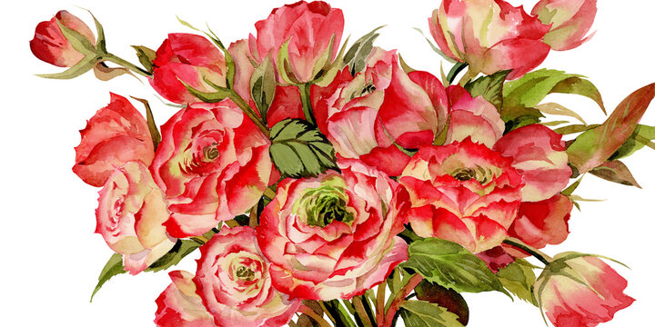Hand-Drawn Watercolor Bouquet of Applejack Roses