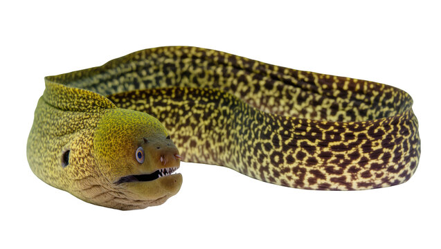 Curled moray eel with striking spotted pattern, a fascinating marine predator species