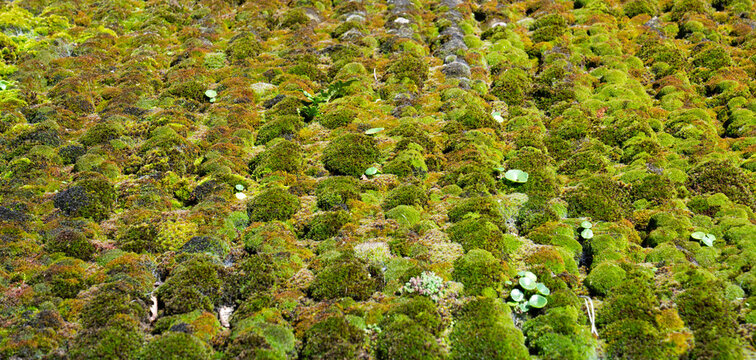 Thick moss growing on a roof on a house in Sark