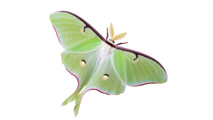 Vibrant green Luna Moth with long tails and feathery antennae against clear backdrop © Stefan