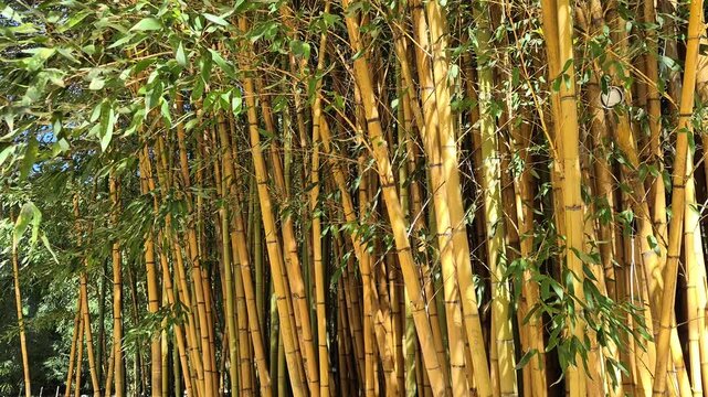 Yellow bamboo forest swaying gently in the wind with natural sunlight, zen and tranquil landscape, 4k 60 fps