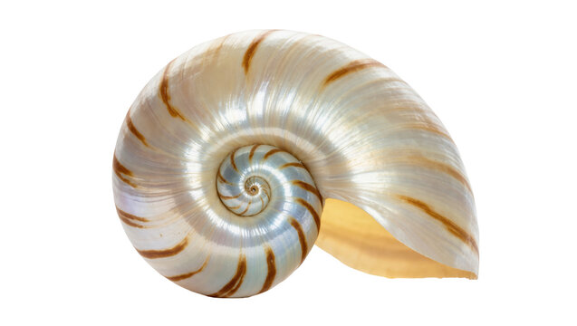 Elegant nautilus shell with perfect spiral and pearlescent chambers of natural beauty