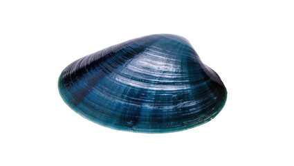 Vibrant deep blue-green mussel shell with intricate growth lines, a natural marine object © Federica