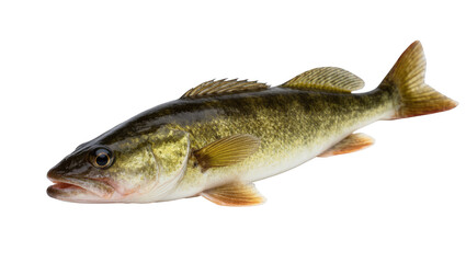 Naklejka premium Dynamic capture of a freshwater walleye fish with natural green and gold patterned scales
