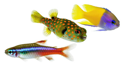 Colorful tropical fish assortment featuring a damselfish, spotted puffer, and cardinal tetra © Natasha