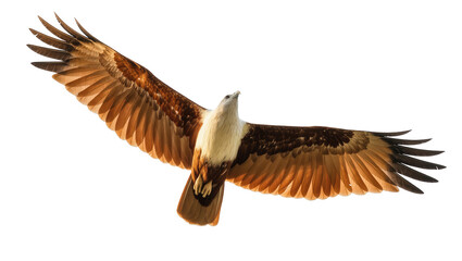 Majestic Brahminy Kite soaring with wings spread wide, graceful flight against clear sky © Federica