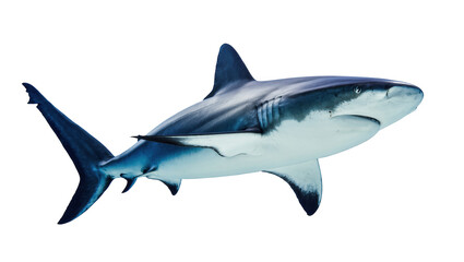 Fototapeta premium Majestic great white shark swimming gracefully through the water, powerful marine predator