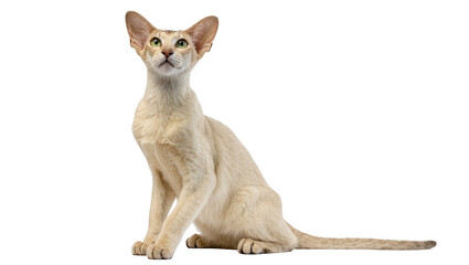Elegant fawn Oriental Shorthair cat with striking green eyes sitting attentively and looking up © Federica