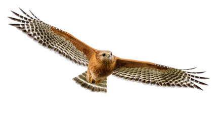 Powerful Red-shouldered Hawk soaring with elegance and outstretched wings in flight © Federica