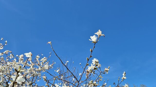 Blooming magnolia branches waving in the wind in spring, against a clear bright blue sky, natural scenery, 4K 60 fps, Copy space
