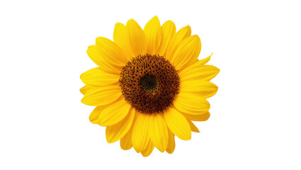 Fototapeta premium Vibrant yellow sunflower blossom with rich brown center perfect for summer themes