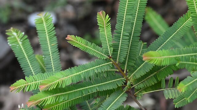 Fresh green Amla (Indian gooseberry) leaves, scientifically known as Phyllanthus emblica. Herbal medicinal plant leaf widely used in Ayurveda, natural remedies, and traditional medicine.