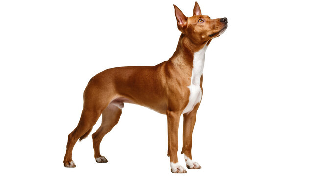 Beautiful Basenji dog standing gracefully with upright ears and an alert expression