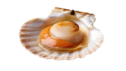 Delicious seared scallop with roe served in natural shell, fresh gourmet seafood delicacy © Stefan