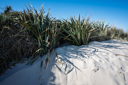 New Zealand flax plants and grasses by Shell Beach on Herm