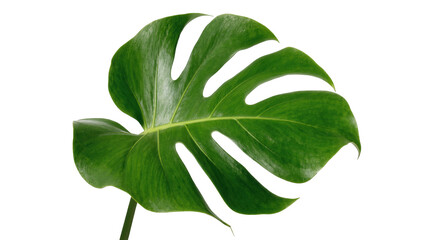 Obraz premium Beautiful large green Monstera deliciosa leaf with characteristic cuts and glossy texture