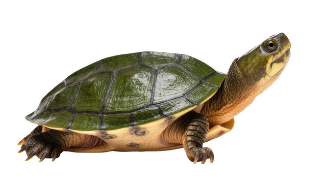 Captivating freshwater turtle with a vibrant green shell and yellow markings, looking right