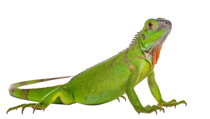 Fototapeta premium Stunning vibrant green iguana standing elegantly, displaying its natural beauty