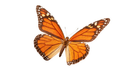 Elegant monarch butterfly with spread wings displaying its vivid orange and black patterns. © Stefan