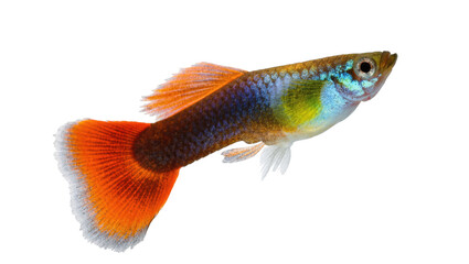 Fototapeta premium Colorful male guppy fish with orange tail and iridescent body swimming on display