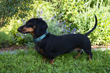 Cute dachshund standing in a green garden on a sunny day, surrounded by nature and a calm atmosphere. © jarizPJ