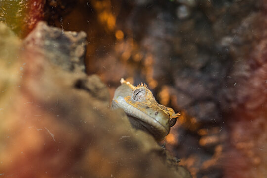 Crested gecko sitting on a branch, an exotic reptile with characteristic "eyelashes", in the wild or in a terrarium.