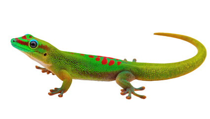 Fototapeta premium Close-up of a vibrant green gecko with striking red markings and blue eyes