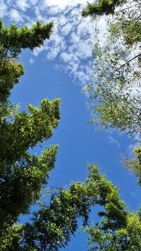 Low angle view of giant green bamboo swaying in the wind, tranquil natural landscape, relaxing tropical forest scene 4k 60 fps, copy space