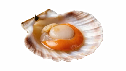 Fototapeten Rehe Delicious fresh raw sea scallop with delicate adductor muscle and vibrant roe in natural shell  © Natasha