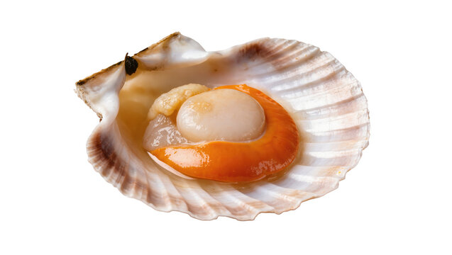 Delicious fresh raw sea scallop with delicate adductor muscle and vibrant roe in natural shell