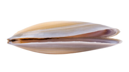 Close-up of a delicate elongated bivalve seashell slightly open, showcasing its texture © Natasha