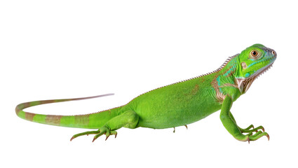 Fototapeta premium Vibrant green iguana with detailed scales and expressive eyes, exotic animal photography
