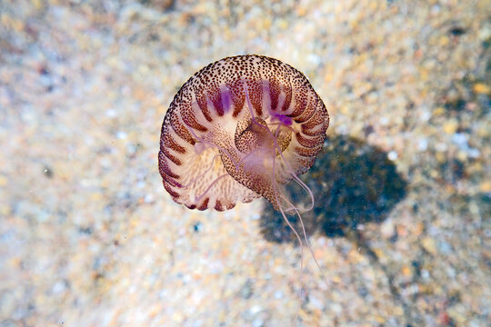 Wildlife, underwater: Jellyfish swims in the ocean over a sandy seabed. Marine life concept. Corse du Sud, Corsica, France.
