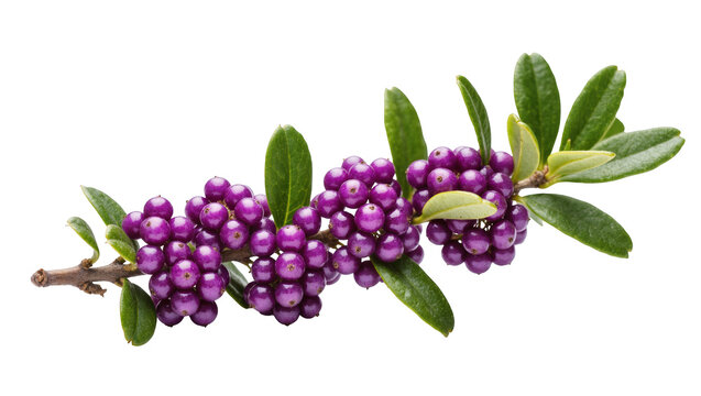 Bright purple callicarpa berries with fresh green leaves on a branch, autumn ornamental plant