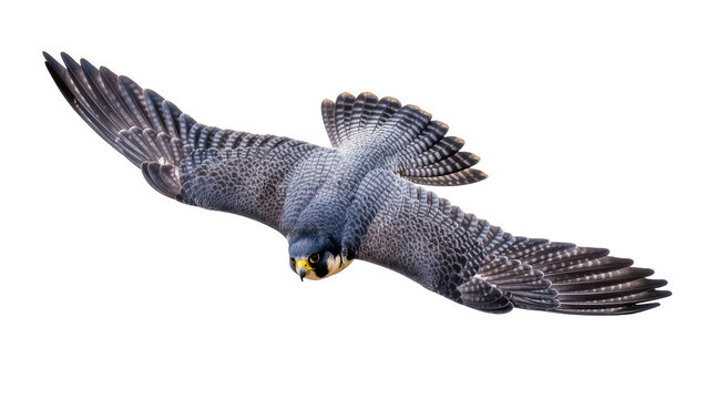 Fast flying peregrine falcon in powerful hunting dive with majestic wings spread